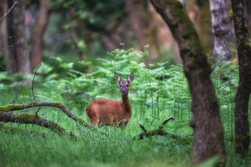 The Forest of Roe Art Canvas